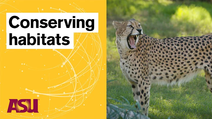 Wildlife Maps and Melodies: Catalyst: Arizona State University (ASU)