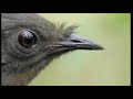 THE TING GOES SKRRRRA [Bird Edition/David Attenborough Version]