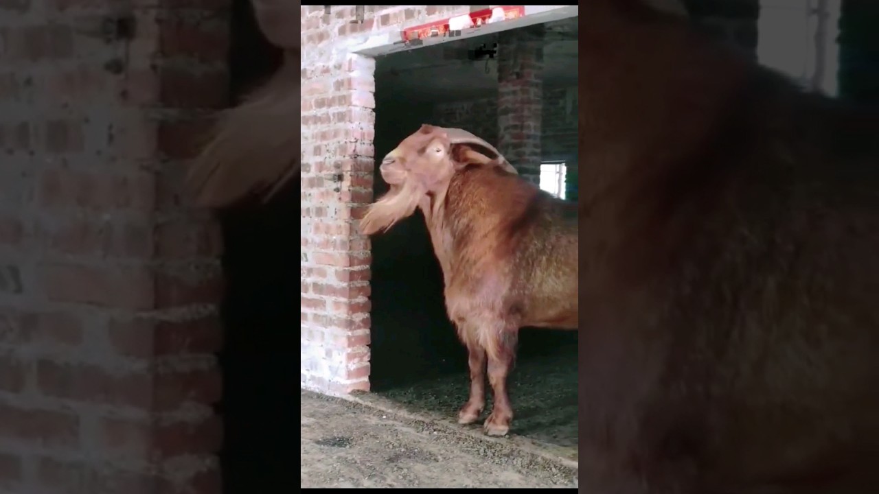 These cute animals. Goat