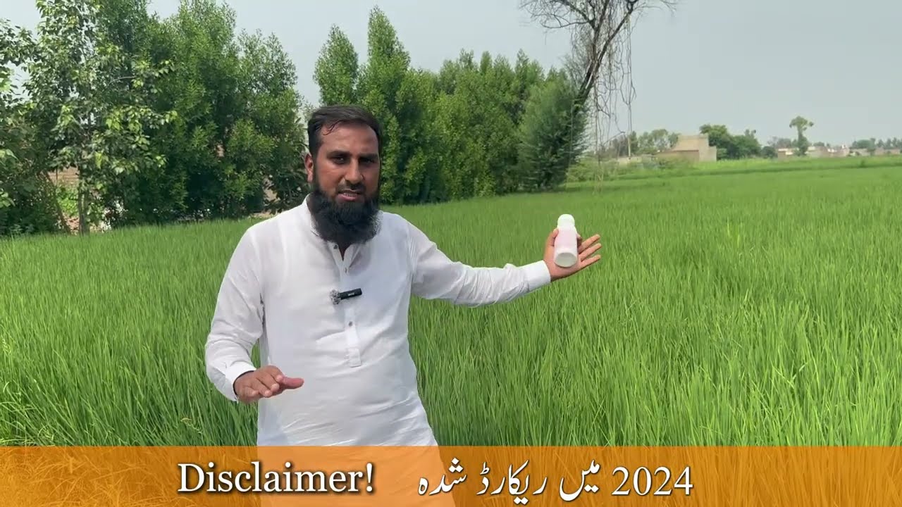 دھان پر تنے کی سنڈی اور پتہ لپیٹ سنڈی، دونوں کا مکمل خاتمہ اِنسیپیو سے!