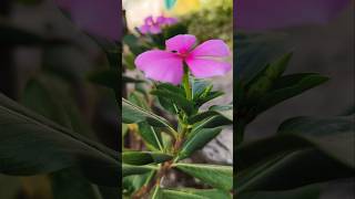 Phool Gulab ka #new #latest #hindi #old #song #status #shorts #short #training #viral #reels