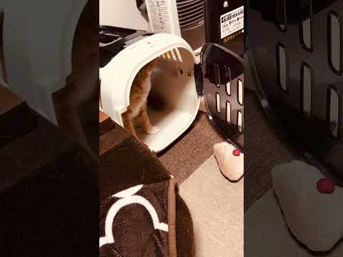 なんな気に入った #shorts