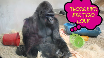 Sleepy, Grumpy Gorilla