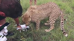 Коты против квадрокоптеров ,это война ! Cats vs drones