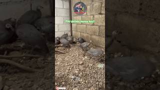 Las famosas gallina de guinea