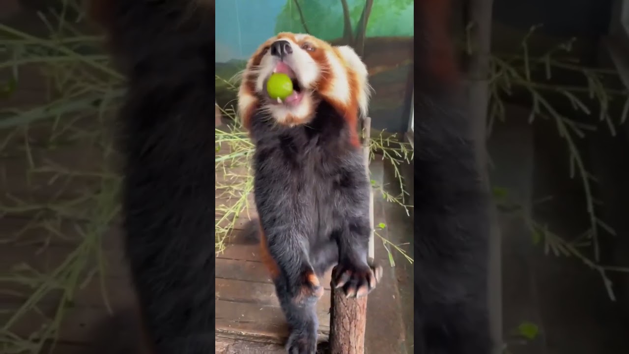 caption your short panda