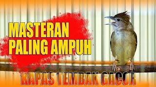 3 JAM NONSTOP Masteran Burung Kapas Tembak