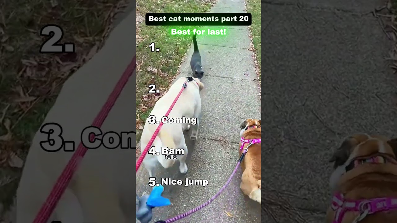 Best cat moments part 20! 