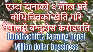 एउटा दानाको ६ लाखपर्ने बोधिचित्तको खेतिगरि नेपालमै बन्नुहोस करोडपति|buddhachita million dollar plant