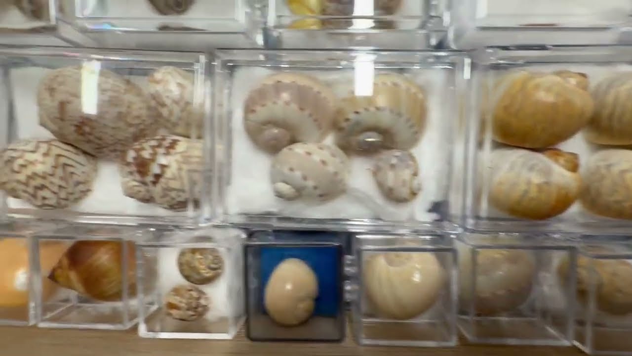 My seashell collection museum Video 17: Naticidae, Janthinidae