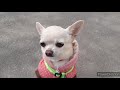 Неделя VIOGов: 2-3 день💕//едем в гости// идем в зоомагазин🐕))🐶