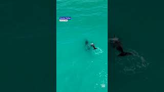 Dolphins was spotted swimming in Bosphorus Strait in Istanbul