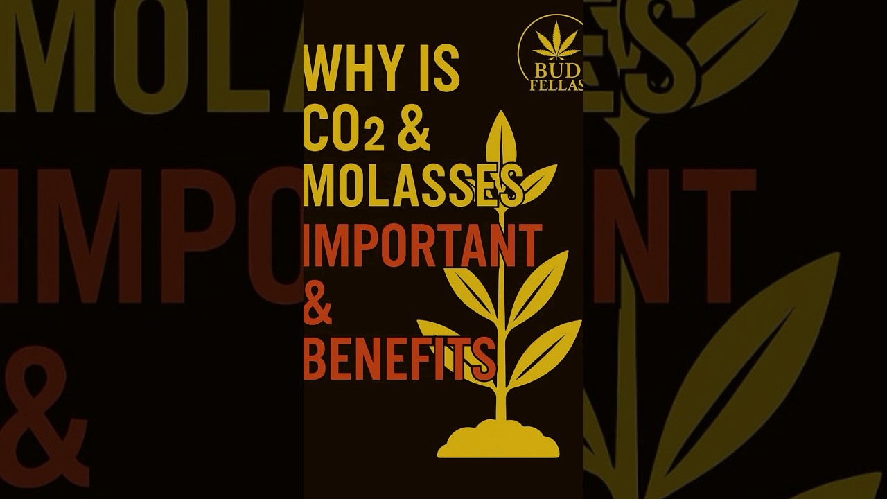 CO₂ & Molasses = Insane Plant Benefits 😱
