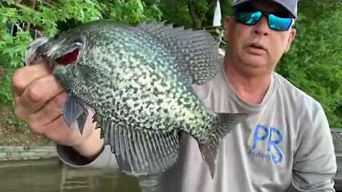 Figuring them Crappies out - High Rock Lake