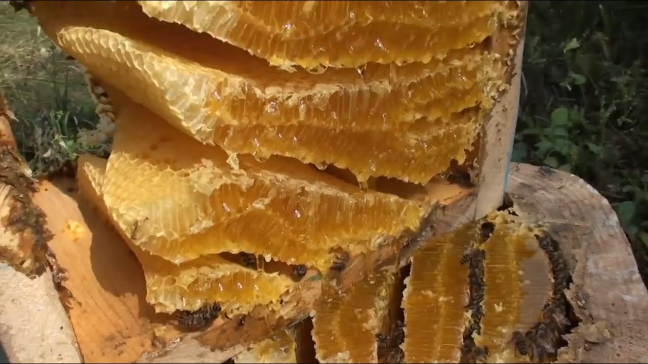 Колодний мед. Курс по безрамочному бджільництву.