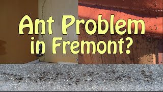 Fremont Ant Control