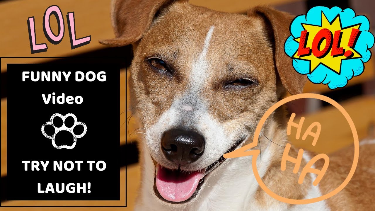 FUNNY Dog Caption Compilation| 2020 Try not to Laugh|😂