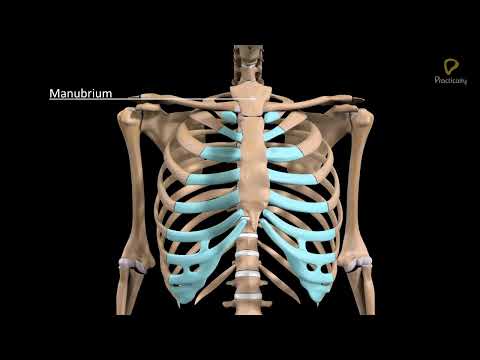 Practically's Concepts - Appendicular Skeleton - Girdles - #LearnPractically