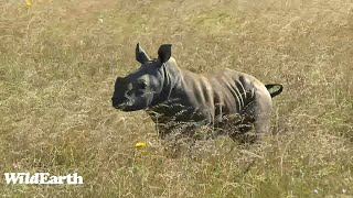 WildEarth - Sunset Safari - 05 January 2024