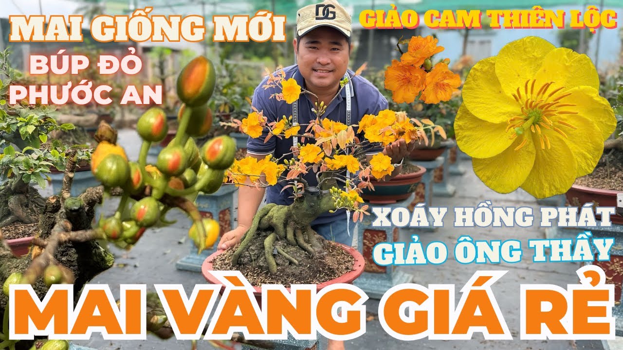 05-03 HOÀNG VIỆT Giao Lưu Mai Vàng Giá Rẻ, Giảo Cam Thiên Lộc, Giảo Ông Thầy… • THÀNH TRỌNG LÊ
