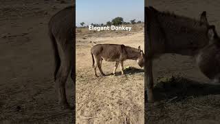 Heres A Little Cute Donkey Subscribe All Donkey Lovers,