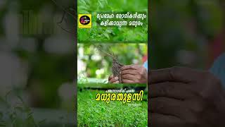 #madhurathilasi /plant #stevia  #agriculture