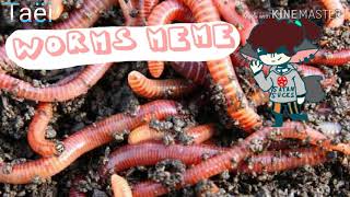 Worms meme ( Original by: Mewtley) VENT