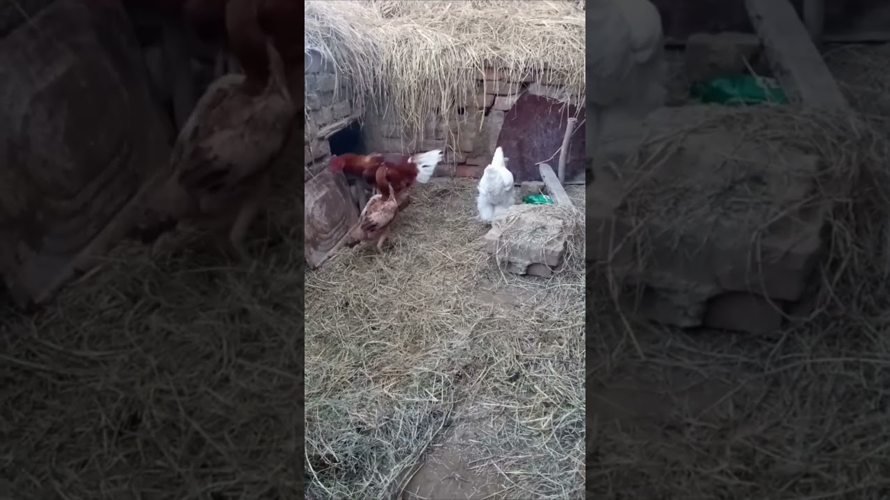 mini zoo in pakistan