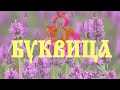 Магия Древних Славян : БУКВИЦА #49