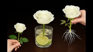 Sadece 1 Ince Dilim Gül Dalı Bir Gecede Aniden Çılgınca Kök Salıyor.