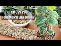 Monstera dubia  replacing old moss pole