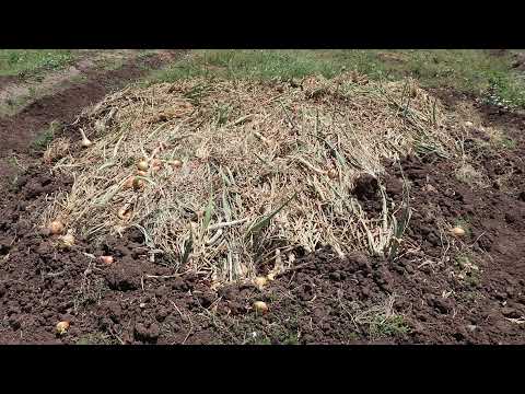 التنوع البيولوجي لإنتاجية المزارع