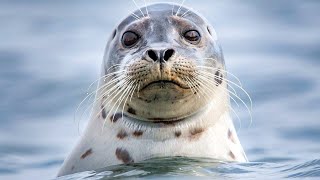 Why Are Seals So Friendly | Animals Summary