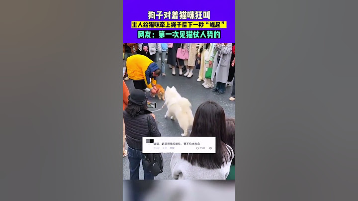 听过狗仗人势，第一次见猫仗人势 #shorts