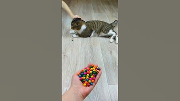 Cat Barsik Beads 📿🌈 Reverse video #funnyreversecat #cat #funny