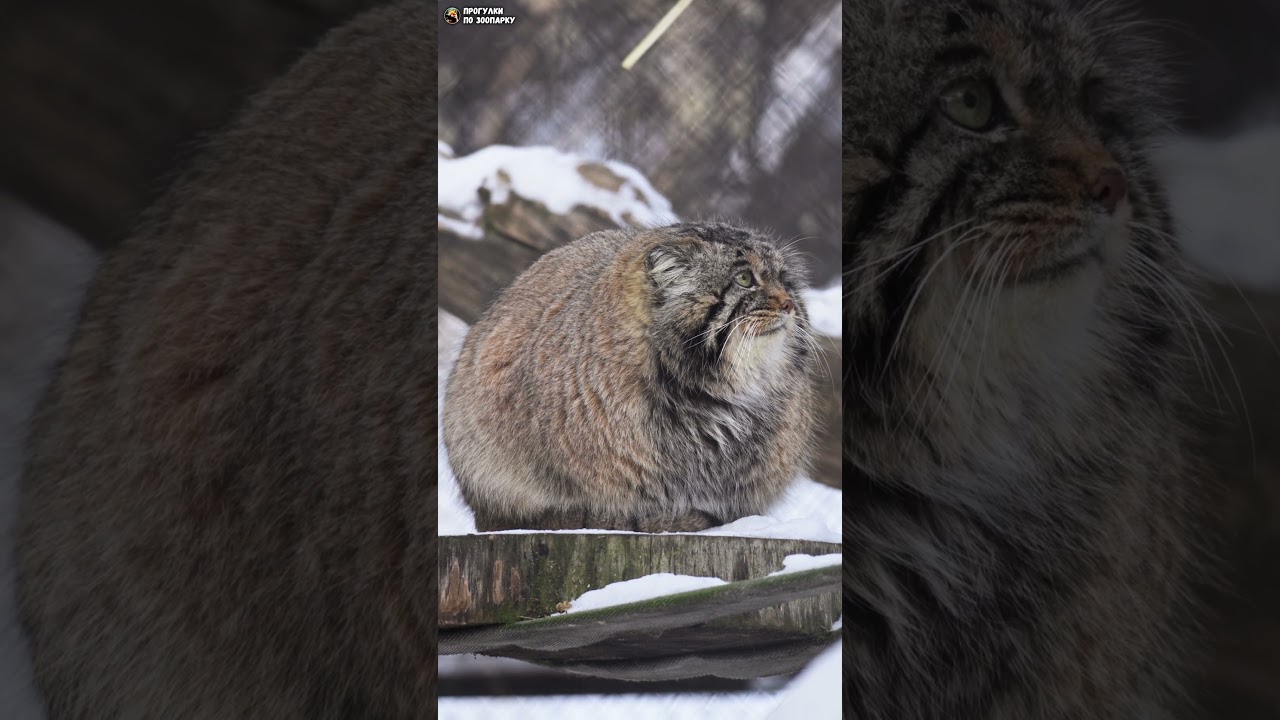 Манул Ачи - меховой шар. Новосибирский зоопарк