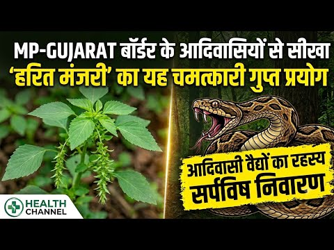 अरित मंजरी, खोकली, कुप्पैमेनी का अद्भुत प्रयोग | Acalypha Indica on Health Channel By Vishal Sathye