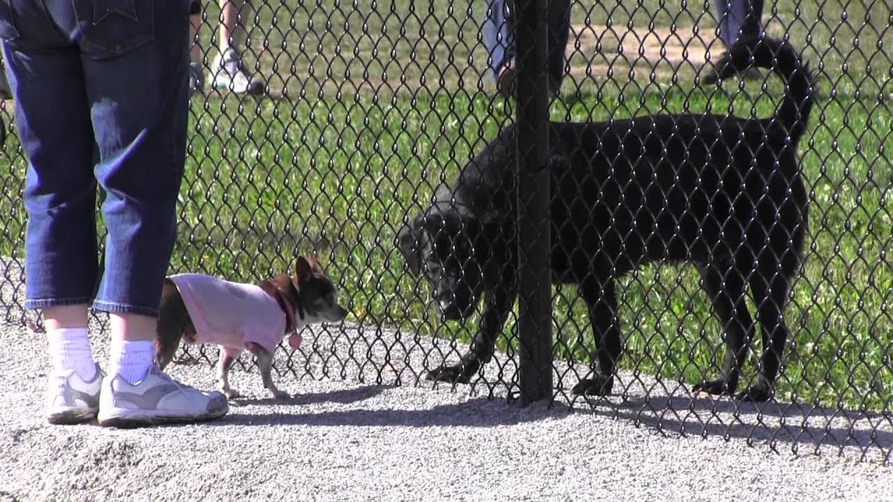 Glass City Dog Park in Toledo Ohio YouTube