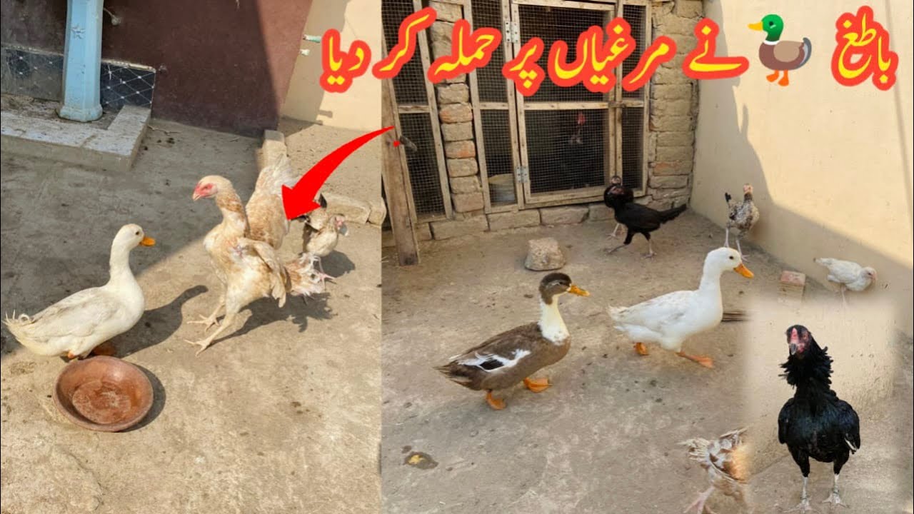 New duck ly ay duck ny murgiya ky shat fight kar di // salo pet house