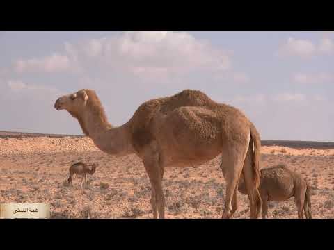 عبد المطلب في مكة