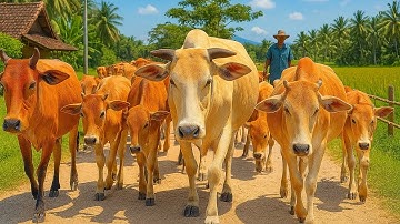 Aktivitas Sapi Lembu kampung Berkeliling Menuju ladang, Suara Sapi Moo, Sapi Lucu Beramai ramai