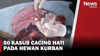 50 Hewan Kurban di Kendal Terinfeksi Cacing Hati, Dinas Pertanian Imbau Warga Waspada