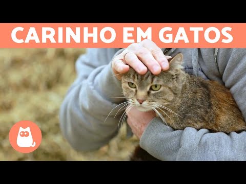 Vídeo: Os gatos gostam de ser tocados?