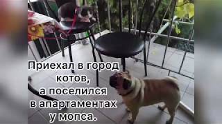 Каникулы кота в Крыму. Каникулы кота в Крыму.