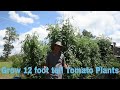 How to grow huge tomatoes. 12ft tall tomato plants / 2020 growing season (parts 1 through 4)