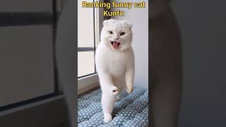 Kunfu cat #ytshorts #youtubeshorts #youtube #funny #cat #explore