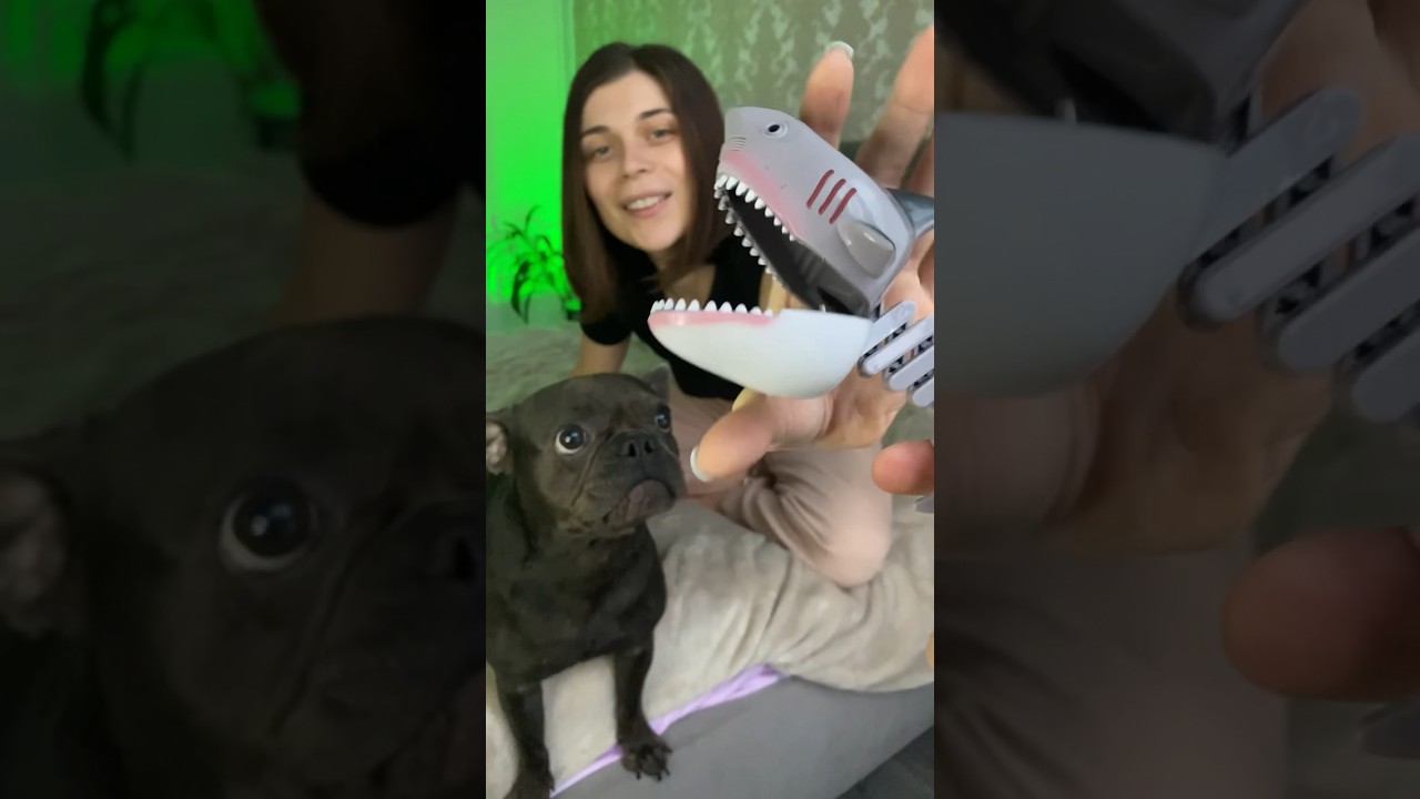 Bulldog Protects Mom from Shark 🦈