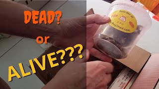 😦Dubia Roaches: Dead or Alive?? What We Found When We Opened A Return Box After 3 Weeks in the Mail