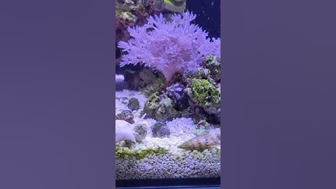 Today in the Reef Aquarium: Discovering Pulsating Xenia Coral! 16