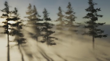 Unity HD Pipeline Volumetric Fog with Fluid Sim test 4 - Directional Light and trees